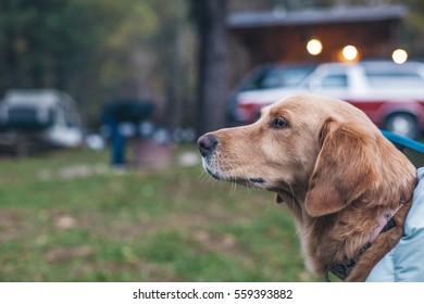 A Dog Looks Stoic Waiting On Her Owner To Return. 