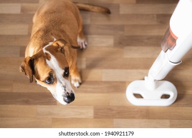 Dog looks at a vacuum cleaner. Pets with household objects, puppy is afraid of a loud vacuum cleaner