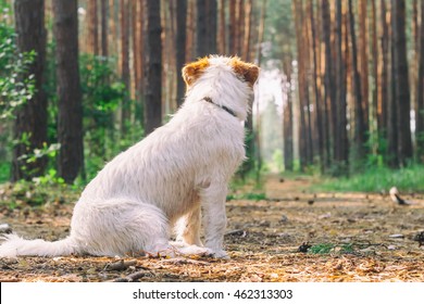 Dog Lost In A Forest Looking Around And Waiting For Help