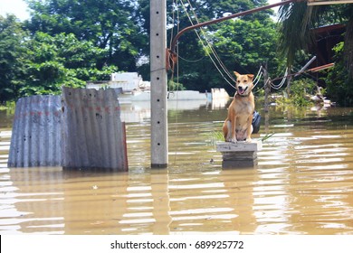 The dog is lost to the owner while flooding.