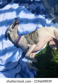 Dog Lounging On A Blanket