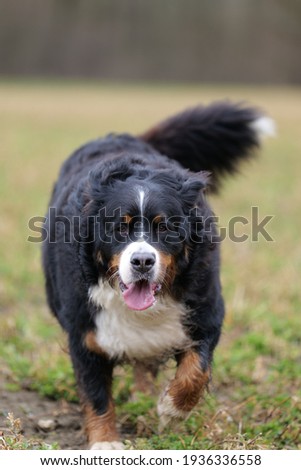 Similar – Dog breed Bernese Mountain Dog