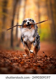Dog, Lucky Australian Shepherd running with sticks the autumn forest, Pet in Nature, trekking, hiking, travel