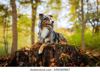 Dog, Lucky Australian Shepherd sitting on a tree trunk in the forest, Pet in Nature, trekking, hiking, travel