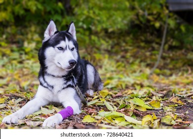 Dog is lying with a bandaged paw. Siberian husky horizontal photo.