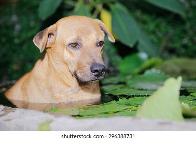 Dog Lying In The Bath To Hot Weather.