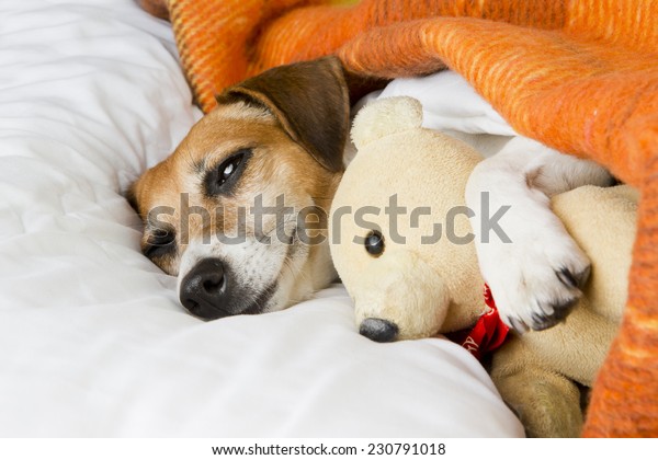 puppy hugging teddy bear