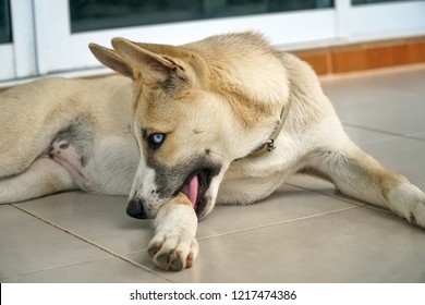 A Dog Lying And Bite Itself Leg On Tiled Floor