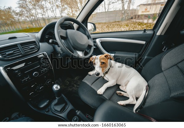 Dog lying in a car seat and waiting owner. Dog\
looking into camera