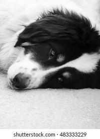 dog lying down