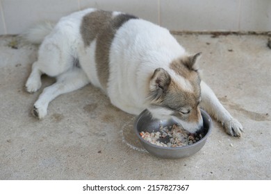 Dog Lying Down Eat Food On Stock Photo 2157827367 | Shutterstock