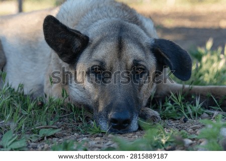 Dog lying down head on paws, gazing forward with expressive sad eyes. Animal portrait capturing emotion and empathy