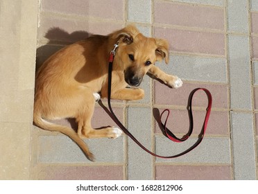 Dog Lying Down On Brick Patio In Sun Wearing A Red Leather Leash, Looking At Camera, Taken From Above