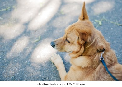 Dog Lying Down On Brick Patio In Sun Wearing A Red Leather Leash, Looking At Camera, Taken From Above