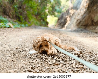 Dog lying down and refusing to walk during mountain hike.