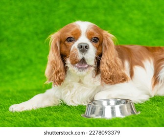 Dog lying with empty bowl on the green grass  - Shutterstock ID 2278093379