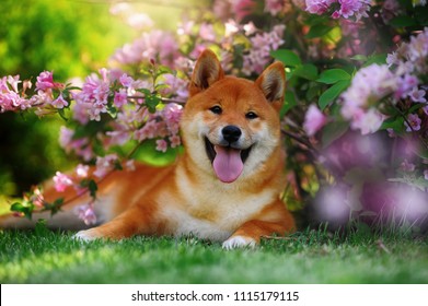 Dog Lying In Flowers. Japanes Shiba Inu Dog