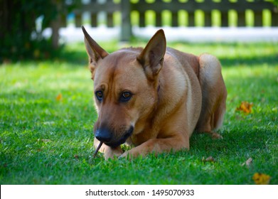 Dog lying in the grass