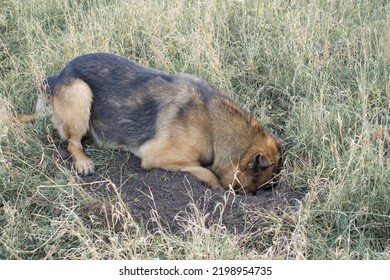 Dog Lying In The Grass On Pit Dug,a Dog  Digging A Hole While Lying Down