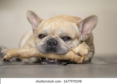 Dog lying at ground holding rawhide bone.