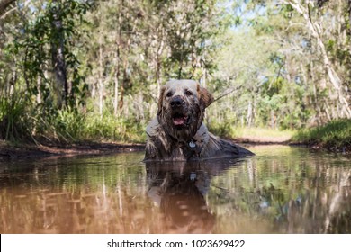 Dog Lying In A Mud Puddle