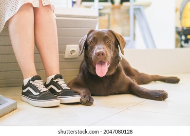 Dog Is Lying Near To Feet Its Owner On A Floor In Dog Friendly Cafe. The Concept Of Friendship Between Person And Pet.