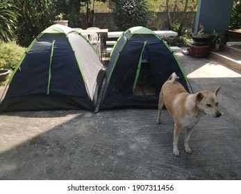 The dog is lying near tent.Camping tent in resort. Tent. Brown Dog. Thai short hair dog guarding tent.