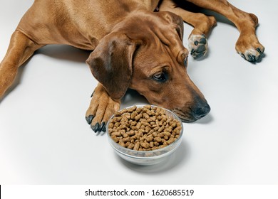 Dog Lying Next To Bowl Of Dry Food. Not Hungry Dog.