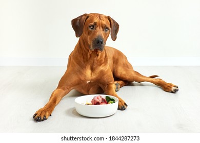 Dog Lying Next To Bowl Full Of Natural Raw Food