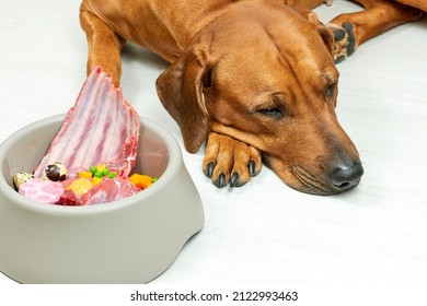 Dog Lying Next To Bowl Of Natural Food. Not Hungry Dog, Poor Appetite. Dog Refuse To Eat. 