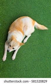 Dog Lying On The Artificial Turf Of The Family Home.