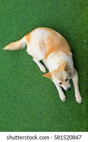 Dog Lying On The Artificial Turf Of The Family Home.