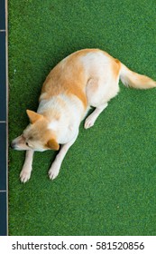 Dog Lying On The Artificial Turf Of The Family Home.