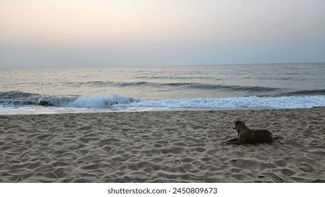 a dog lying on the beach in the morning, a tropical beach, a lonely dog waiting, domestic - Powered by Shutterstock