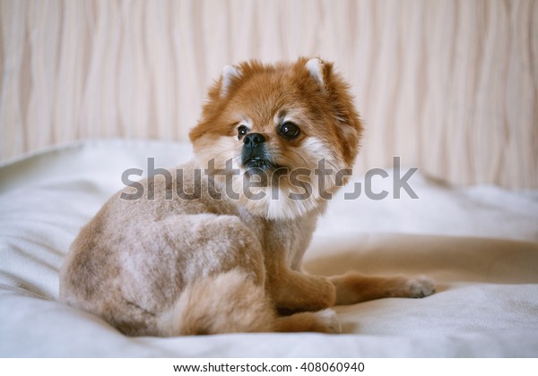 Dog Lying On Bed Shorthaired Spitz Stock Photo Edit Now 408060940