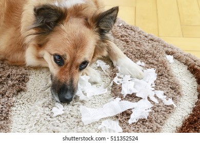 Dog Lying On The Carpet With Torn Papers