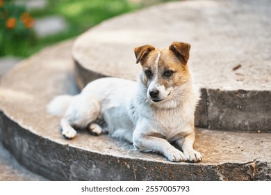 Dog lying on concrete steps outdoors small brown and white dog resting on stone surface in garden relaxed pet on sunny day animal portrait in natural setting - Powered by Shutterstock