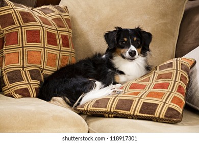 Dog lying on couch