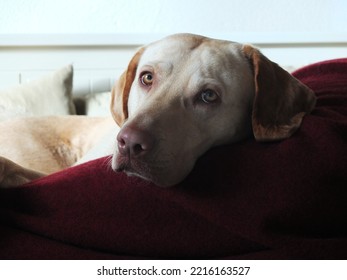 Dog Lying On Couch With Red Blanket