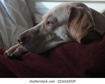 Dog Lying On Couch With Red Blanket