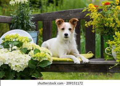 Dog Lying On A Garden Bench