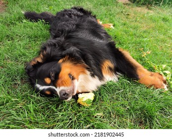 The Dog Is Lying On The Grass, Eating Zucchini. The Harvest Is In Russia, Grown With Your Own Hands. Bernese Mountain Dog Vegetarian, Red Paws, Black Coat. Sunbathing In The Sun. Food, Pet Training