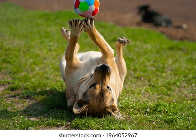 Dog Lying On The Grass. Playing The Ball Lying On His Back. Red-haired A Large Dog Plays With A Colored Ball. Lying On The Green Grass. Playful Animal, Wants To Play. A Pet. Ball In The Paws Of A Dog