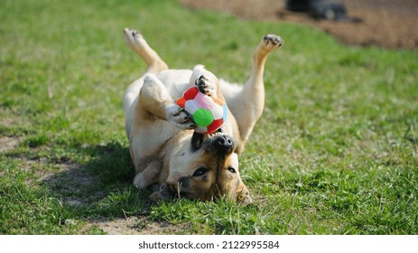 Dog lying on the grass. playing the ball lying on his back. red-haired a large dog holds a ball in his mouth, lying on the green grass. playful animal, wants to play. a pet. ball in the teeth of a dog
