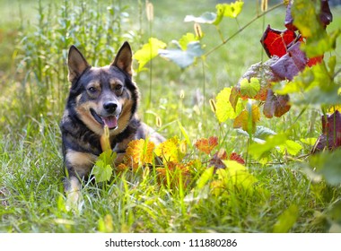 Dog lying on grass in summer. Dog outdoors