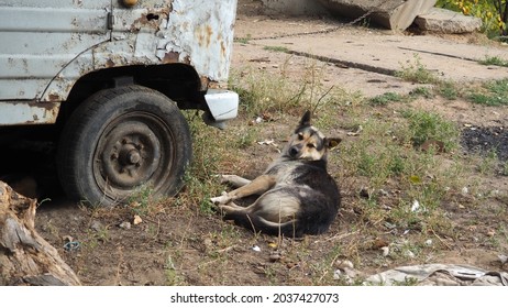 The Dog Is Lying On The Ground Near An Old Car