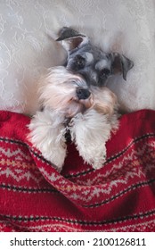 Dog Lying On His Back In Bed. Cute Dog With Fluffy White Beard On A White Pillow. His Paws On Top Of A Red Knit Blanket. 