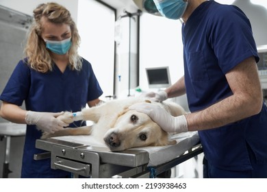 Dog Lying On Operating Table During The Surgery 