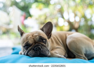 Dog lying on pillow outdoor. - Powered by Shutterstock