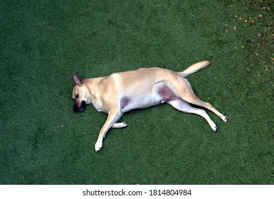 Dog Lying On Its Side On Green Artificial Turf